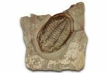 Colorful Asaphid Trilobite With Pos/Neg - Fezouata Formation #353357-1